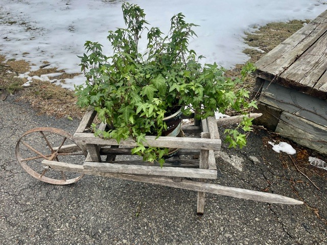 Wooden planter cart with green plants on a gravel surface outdoors.